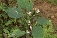Strobilanthes neoaspera
